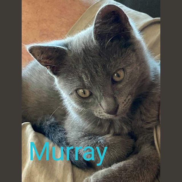 Photo of Murray