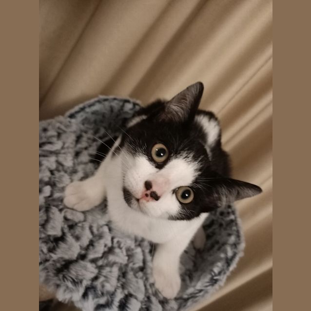 Photo of Sheikah (Shaker) 