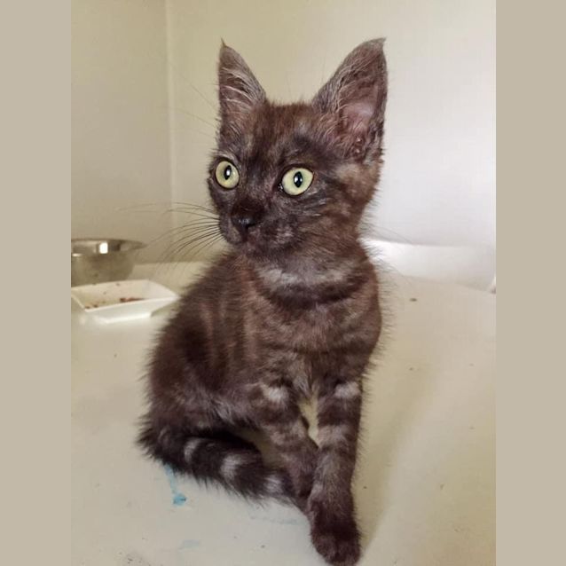 Photo of Lexa 