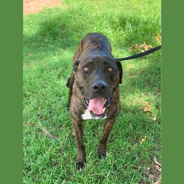 Photo of Rocco