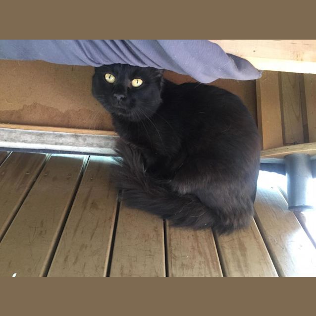 Photo of Iago Smooch