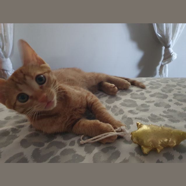Photo of Simba And Nala