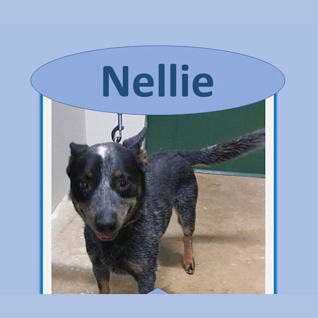 Photo of Nellie