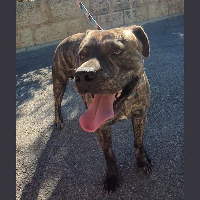 Photo of Rocky Dl2603 