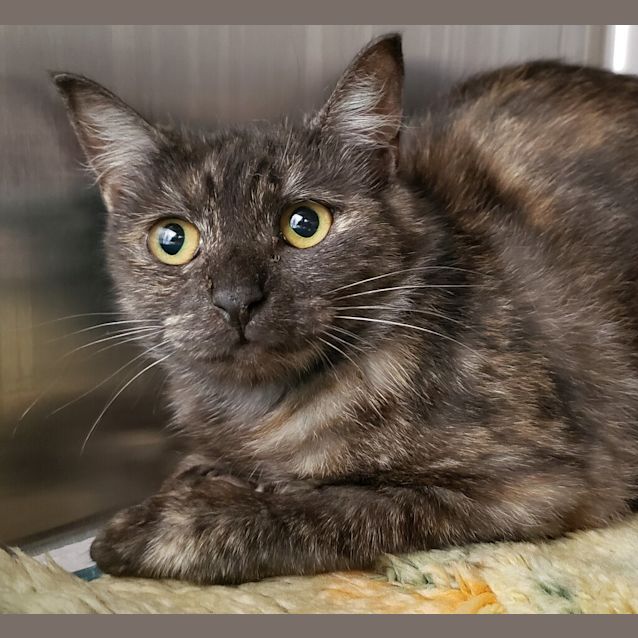 Photo of Tiger Lilly (Adoption Pending)