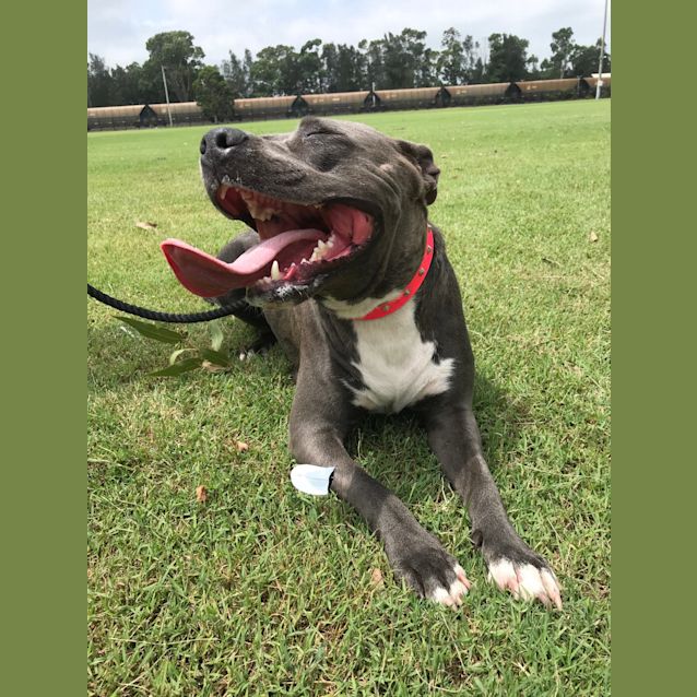 Photo of Sapphire~1yr English Staffy(on Trial 19/02/21)