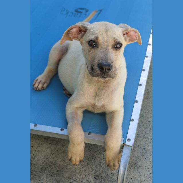 Photo of Scout