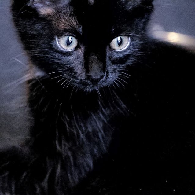 Photo of Fera ~ 10 Week Old (On Trial 21/03/21)