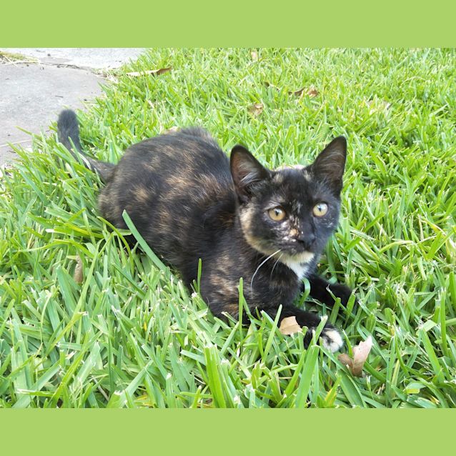 Photo of Brindabella