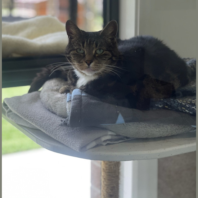Photo of Pickles