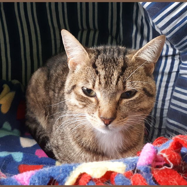 Photo of Kovu