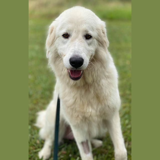 Photo of Bella