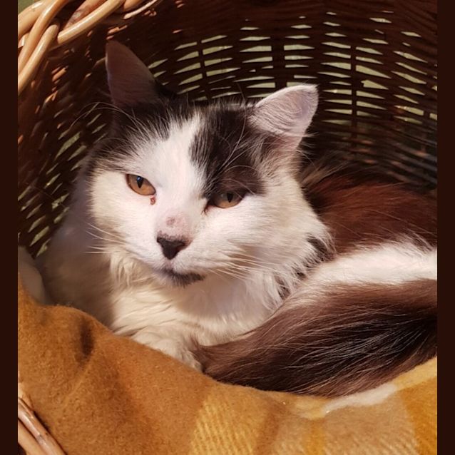 Photo of Rascal 