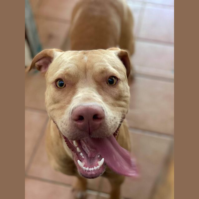 Photo of Senna Dl2606