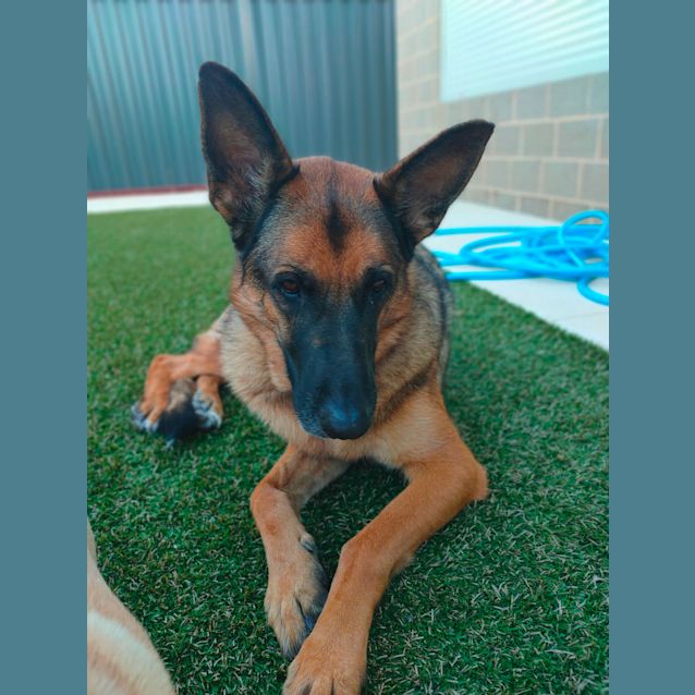 Photo of Lady Dl2600