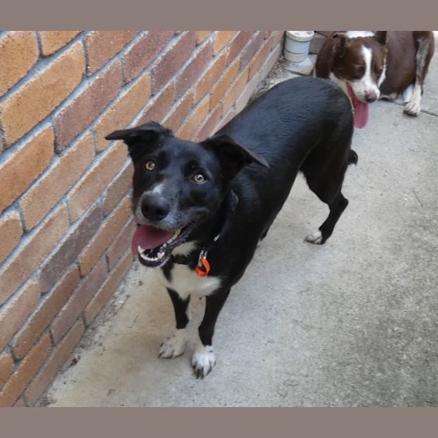 Photo of Lucky