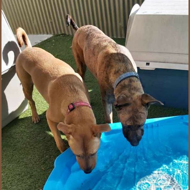 Photo of Honey And Nulla