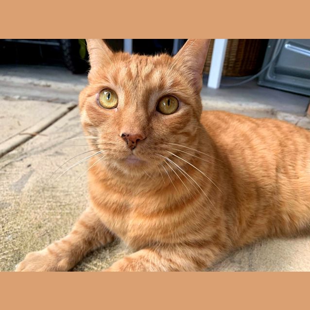 Photo of Oscar The Purrmachine