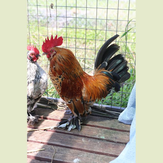 Photo of Cluck Norris