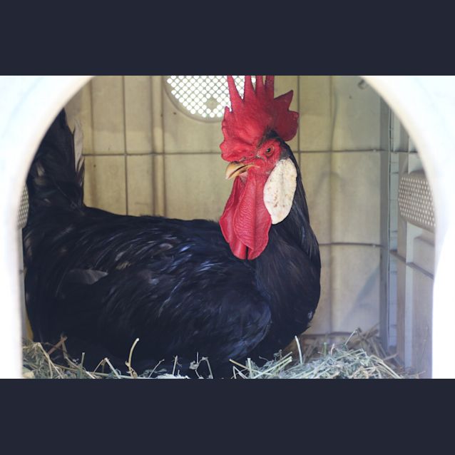 Photo of Foghorn Leghorn