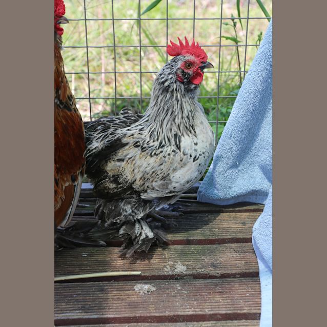 Photo of Rooster Cogburn