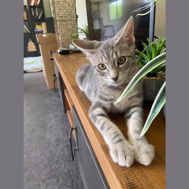 Photo of Sox 
