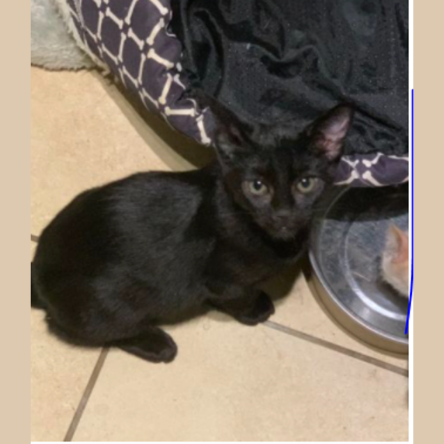 Photo of Buddy