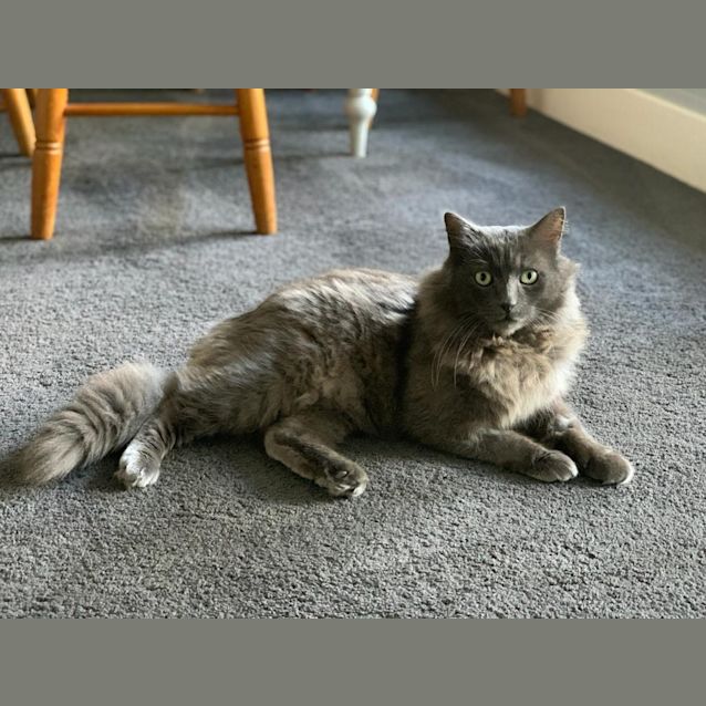 Photo of Pumba Prince Of Cats