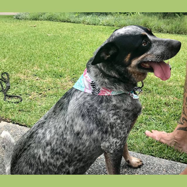 Photo of Biff ~ 4yr Old Cattle Dog 