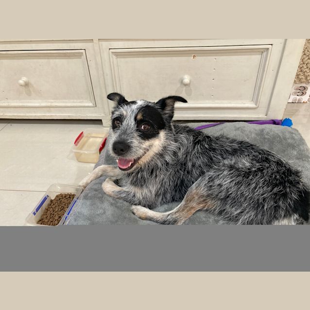 Photo of Poppy ~ 3yr Old Cattle Dog X (On Trial 20/2/21)