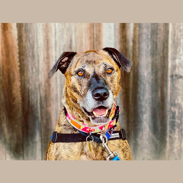 Photo of Tilly