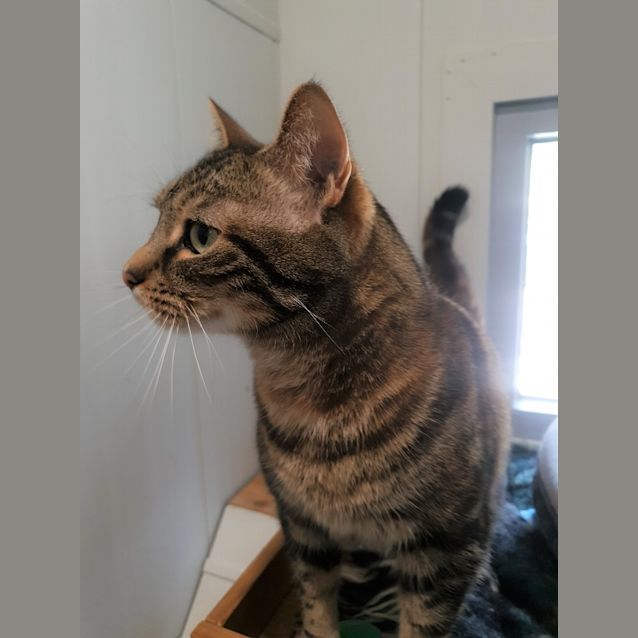 Photo of Foxtrot (Foxy)