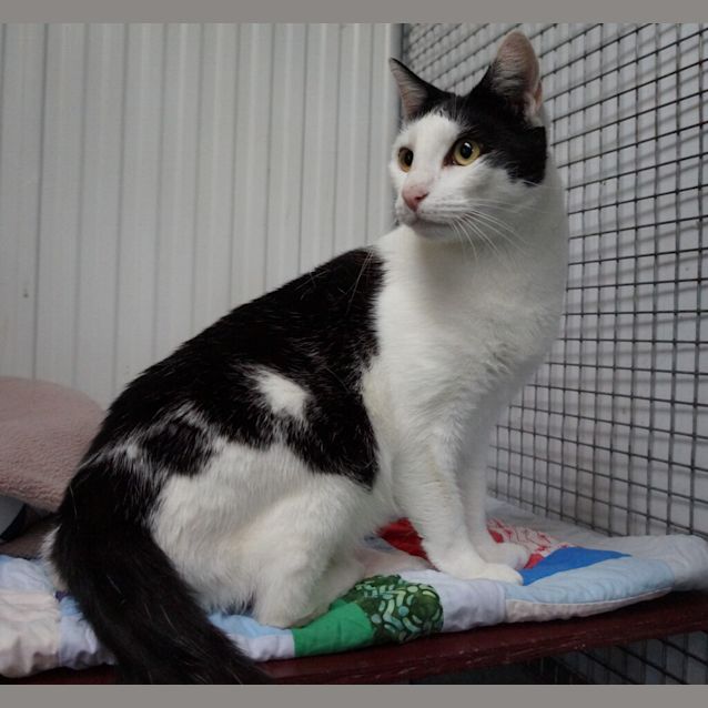 Photo of Rollo