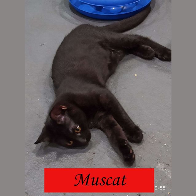 Photo of Muscat