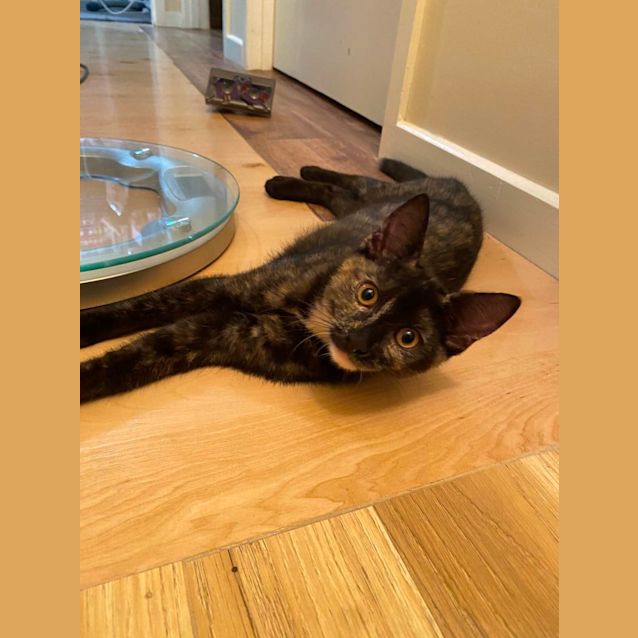 Photo of The Detective