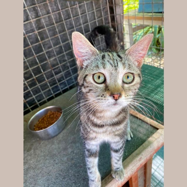 Photo of Macc And Marble