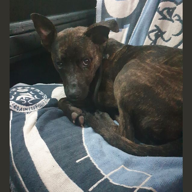 Photo of Loki 