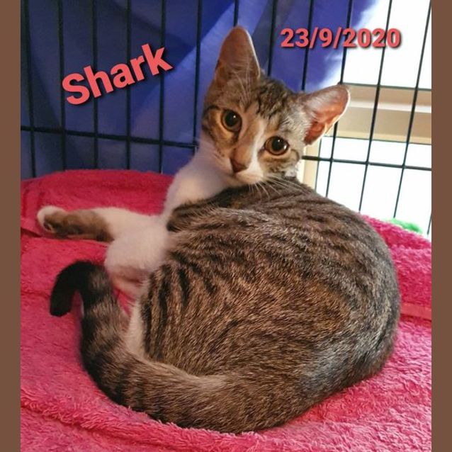 Photo of Shark