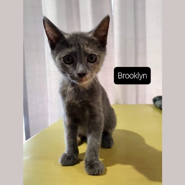 Photo of Brooklyn