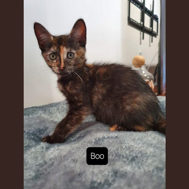Photo of Boo