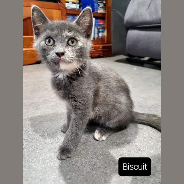 Photo of Biscuit