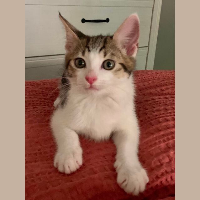 Photo of Pebbles ❣️