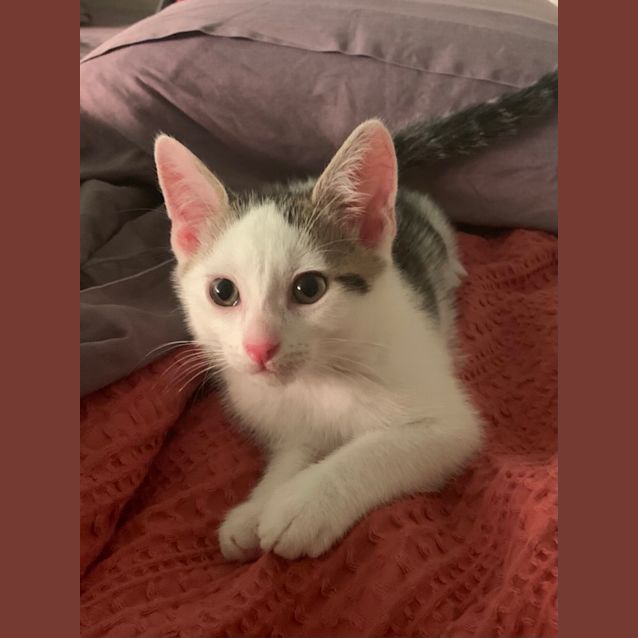 Photo of Bam Bam 🌠