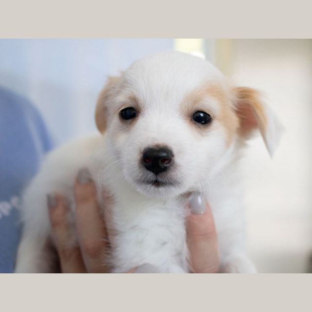 Photo of Comet