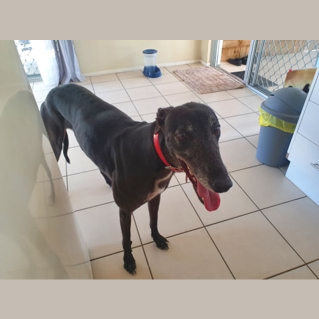 Photo of Stacey (Dream Amore)