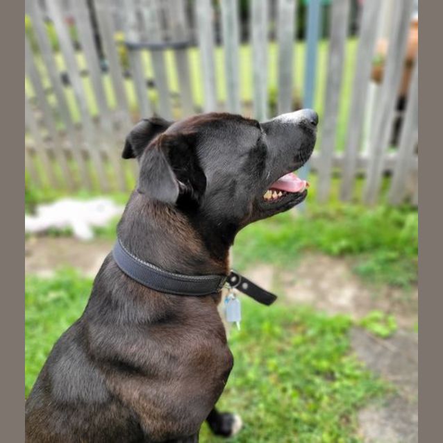 Photo of Bruce (On Trial Adoption)