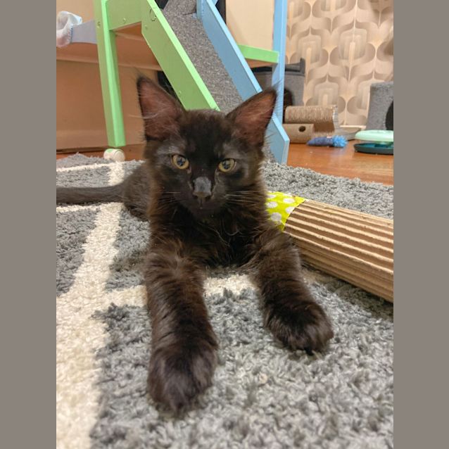 Photo of Michelangelo