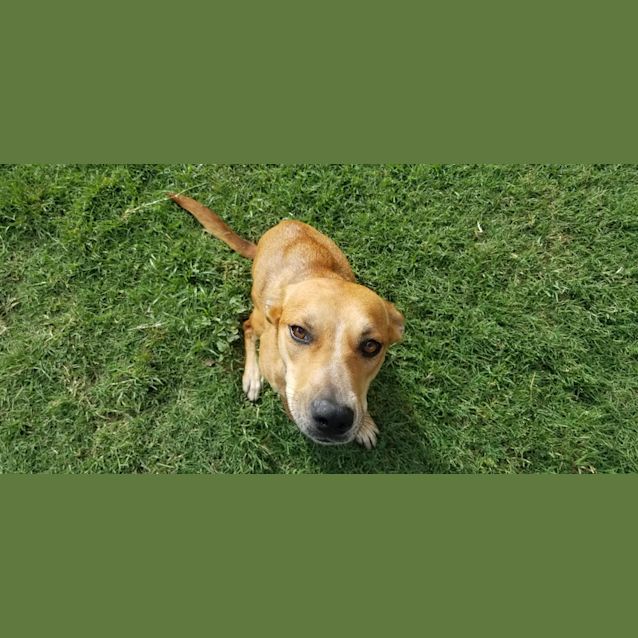 Photo of Kora
