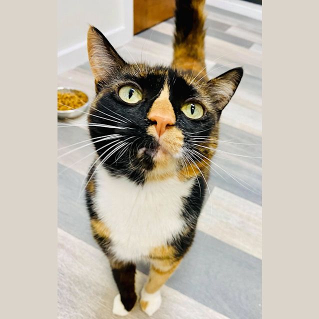 Photo of Peach   Located In St Kilda East 