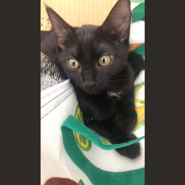 Photo of Tilly & Apollo